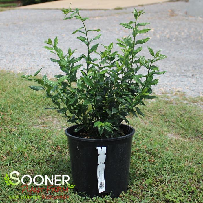 Image property of Sooner Plant Farm, Inc.