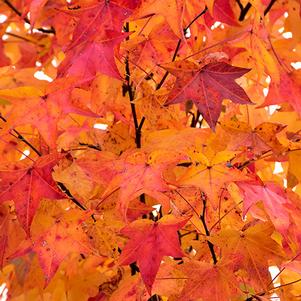 Liquidambar styraciflua 'Happdell'