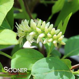 Itea virginica 'Morton'