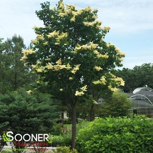 Syringa reticulata 'Ivory Silk'