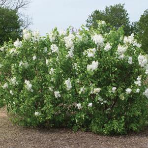 Syringa vulgaris 'G13103'