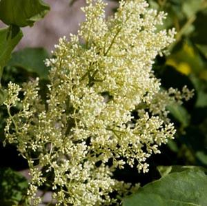 SNOWDANCE™ JAPANESE TREE LILAC