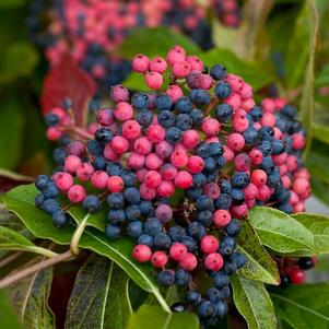 Viburnum nudum 'Bulk'