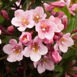 TANGO WEIGELA