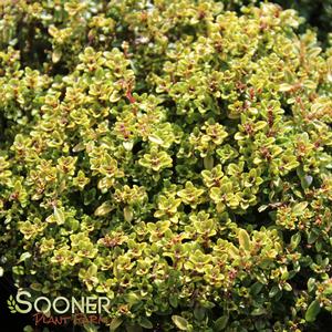 GOLD THYME