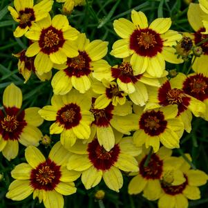 Coreopsis verticillata 'Sassy Saffron'