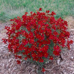 Coreopsis verticillata 'Hot Paprika'