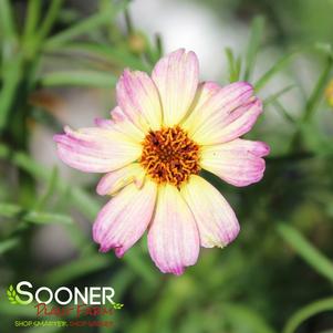 Coreopsis x 'Jewel'