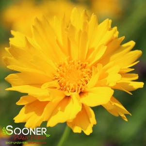 Coreopsis grandiflora 'Early Sunrise'