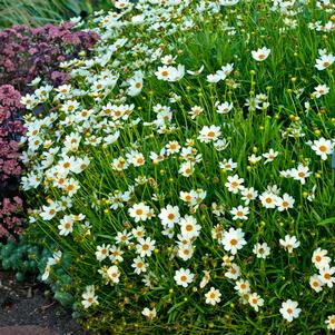 Coreopsis x 'Star Cluster'