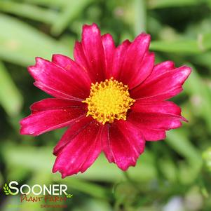 Coreopsis x 'Mercury Rising'