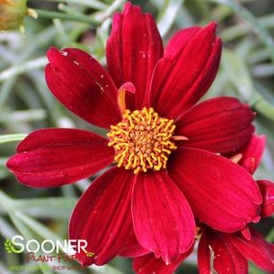 Coreopsis x 'Permathread Red Satin'