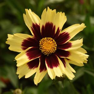 Coreopsis x 'Super Star'