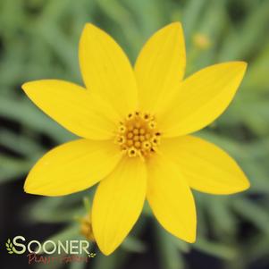 Coreopsis x 'Zagreb'