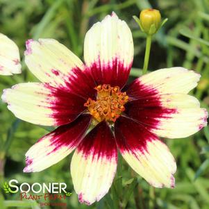 Coreopsis verticillata 'Red Hot Vanilla'