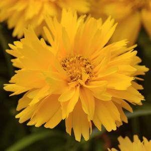 Coreopsis grandiflora 'Double the Sun'