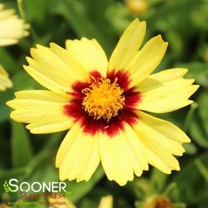 Coreopsis x 'Baluptowed'