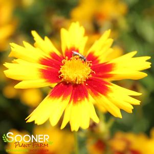 Coreopsis x 'Baluptgonz'