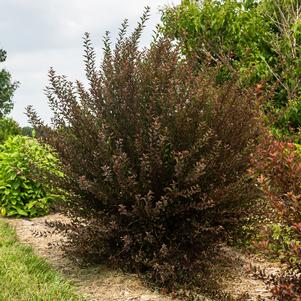 Physocarpus opulifolius 'ZLENatalie'