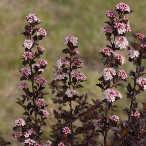 TINY WINE® NINEBARK