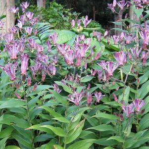 Tricyrtis formosana 'Sinonome'