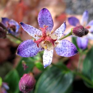 Tricyrtis formosana 'Seiryu'