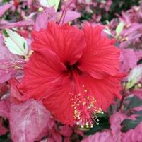 VARIEGATED TROPICAL HIBISCUS