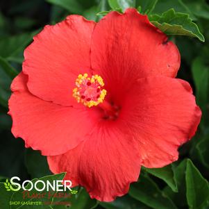 Hibiscus rosa-sinensis 'Feeling Hot'