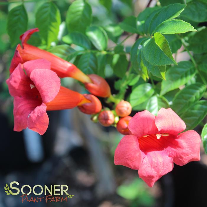 ATOMIC RED™ TRUMPET VINE