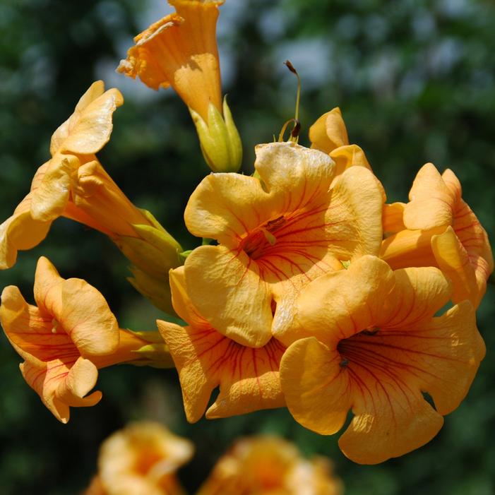 SUMMER JAZZ™ SUNRISE GOLD TRUMPET VINE