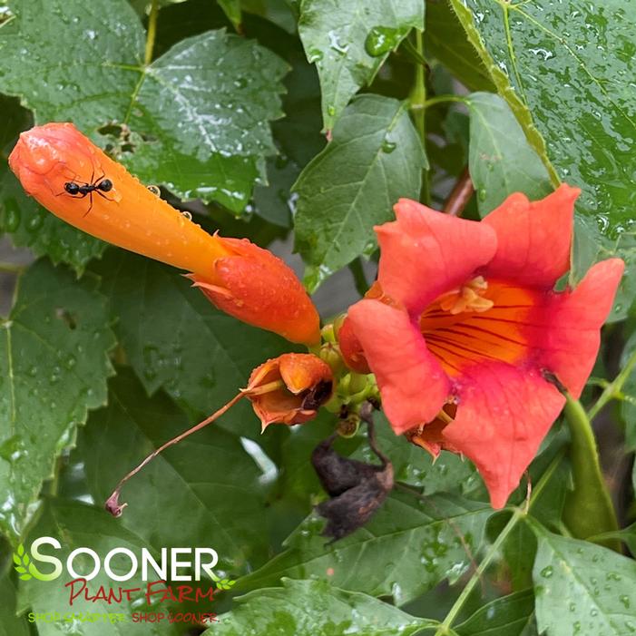 TRUMPET VINE