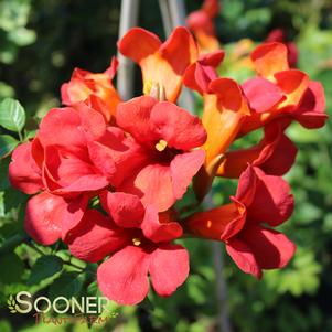 Campsis radicans 'Takarazuka Fresa'