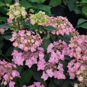 Hydrangea serrata 'SMNHSI'