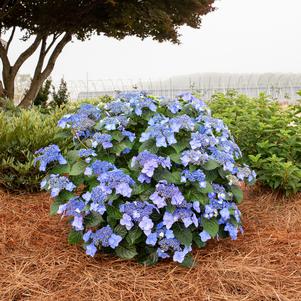 Hydrangea macrophylla 'Bailmacsix'