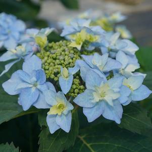 Hydrangea serrata 'SMNHSDD'