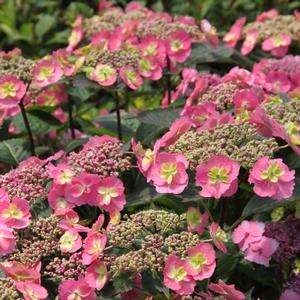 TUFF STUFF™ RED HYDRANGEA