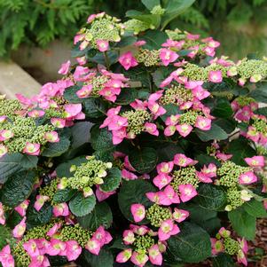 Hydrangea serrata 'SMNHSG'