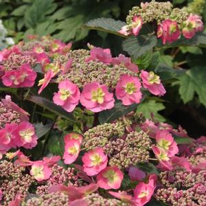 TUFF STUFF™ RED HYDRANGEA