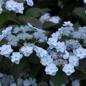 Hydrangea serrata 'MAKD'