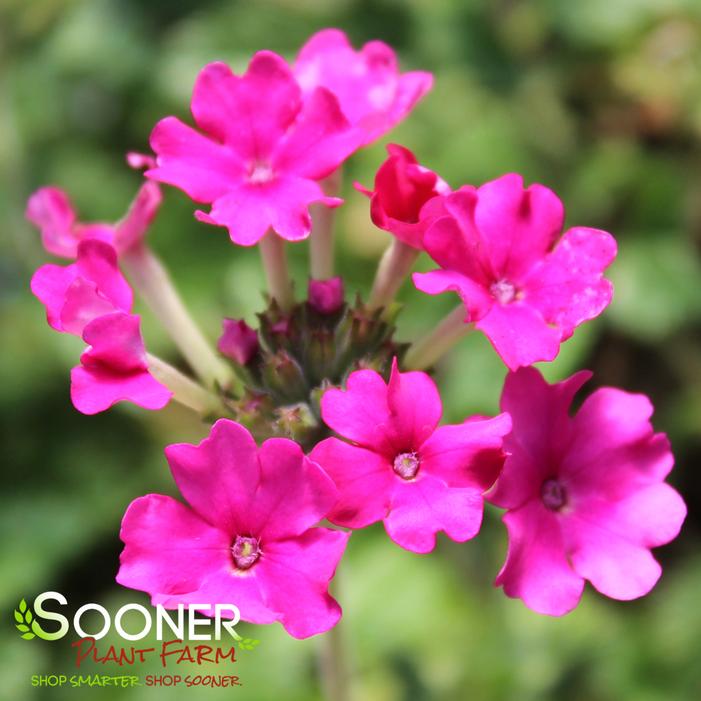 ENDURASCAPE™ MAGENTA VERBENA