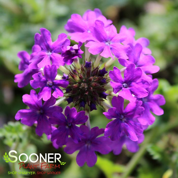 HOMESTEAD PURPLE VERBENA