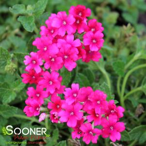 Verbena peruviana 'Balendmag'