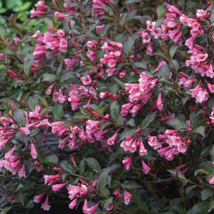 Weigela florida 'Bramwell'