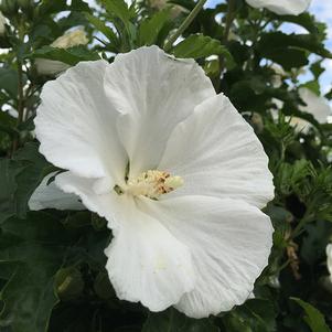 Hibiscus syriacus 'Grewa'