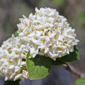 KOREAN SPICE VIBURNUM