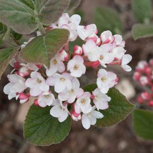 Viburnum carlesii 'Spiro'