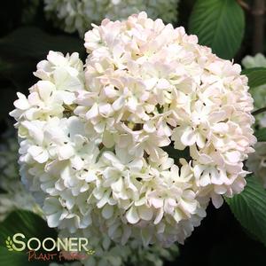 MARY MILTON VIBURNUM