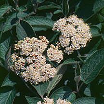 MOHICAN VIBURNUM