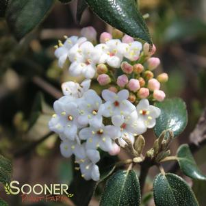 Viburnum x burkwoodii 'Conoy'