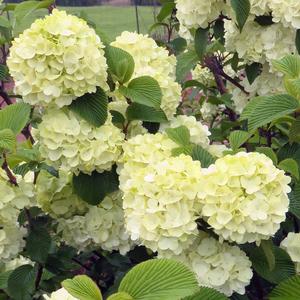 OPENING DAY™ DOUBLEFILE VIBURNUM